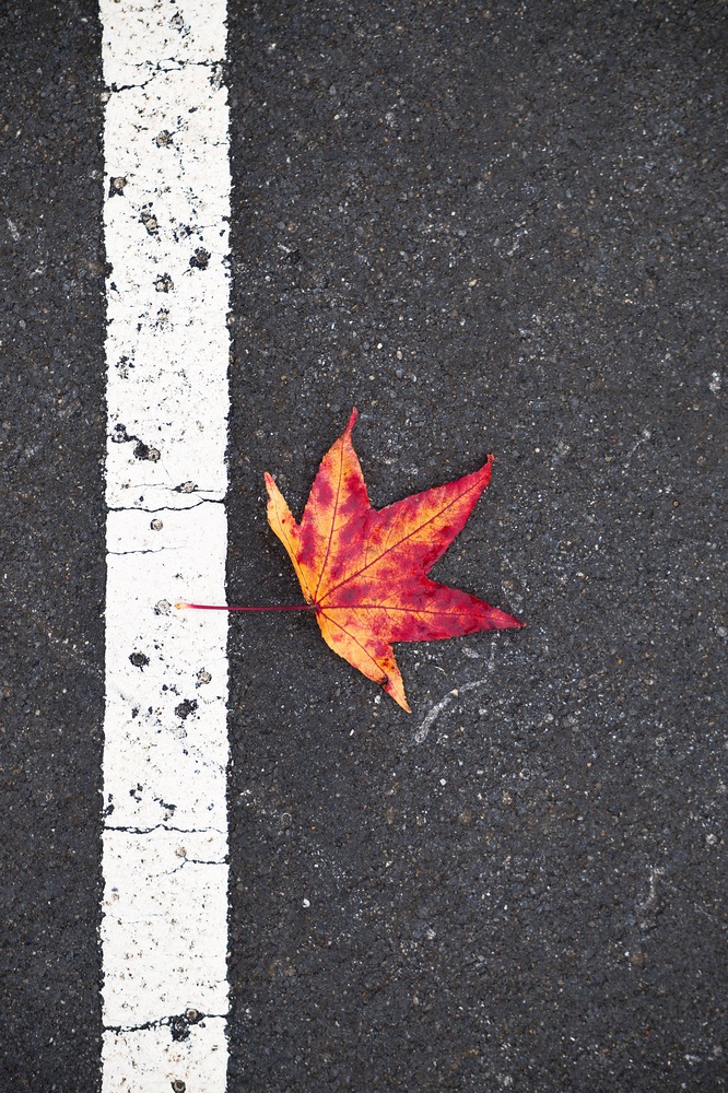 the red tree leaf on the ground