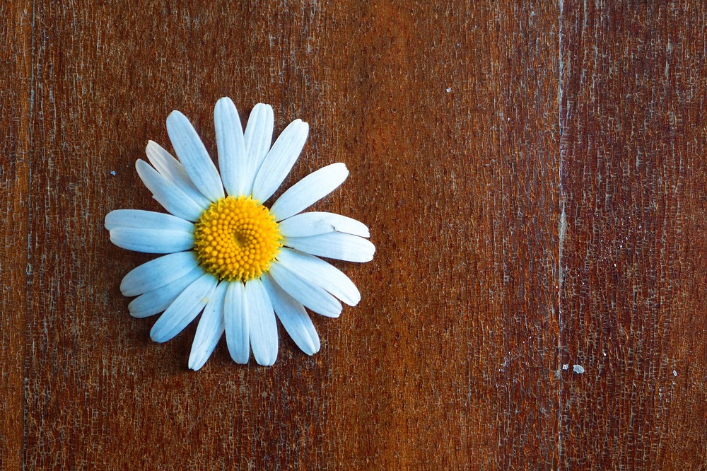 romantic white daisy flower