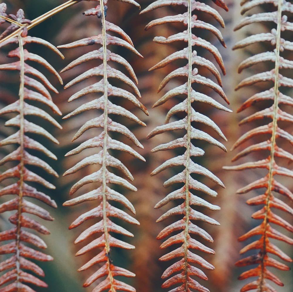 brown fern plant leaf texture