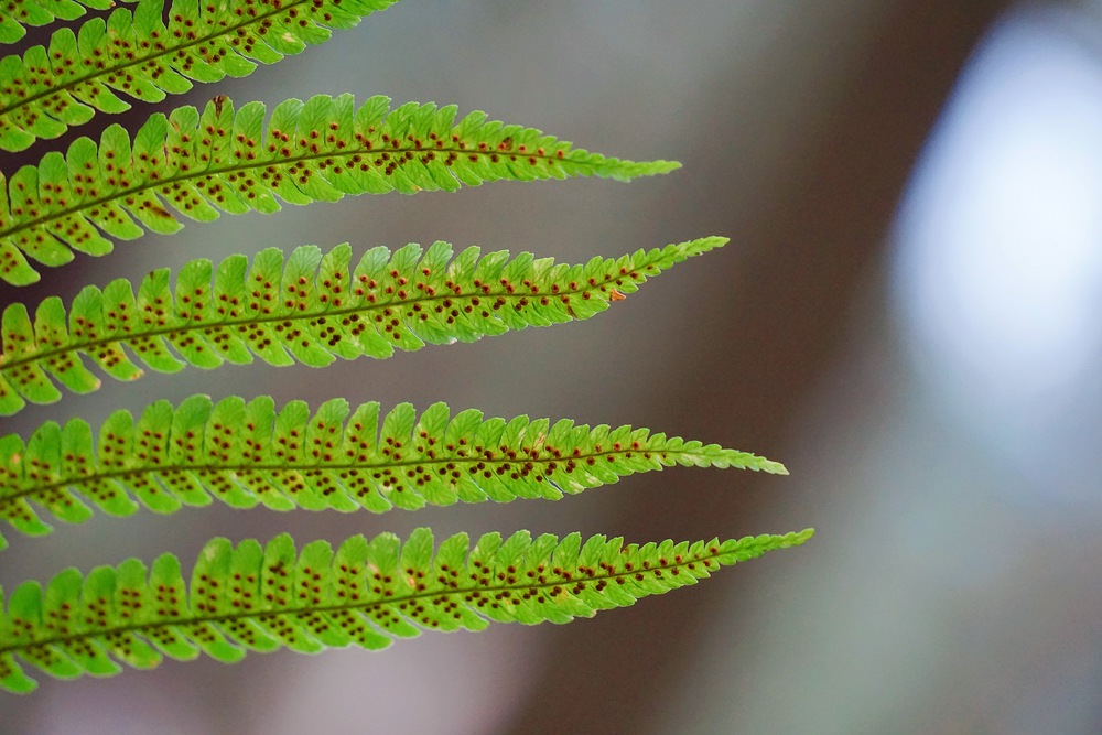 green fern plant leaf texture