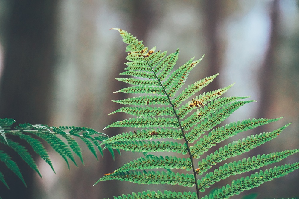 green fern plant leaf texture