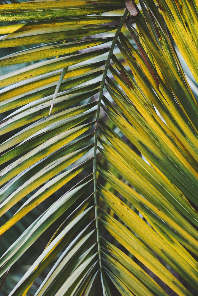palm tree leaves texture