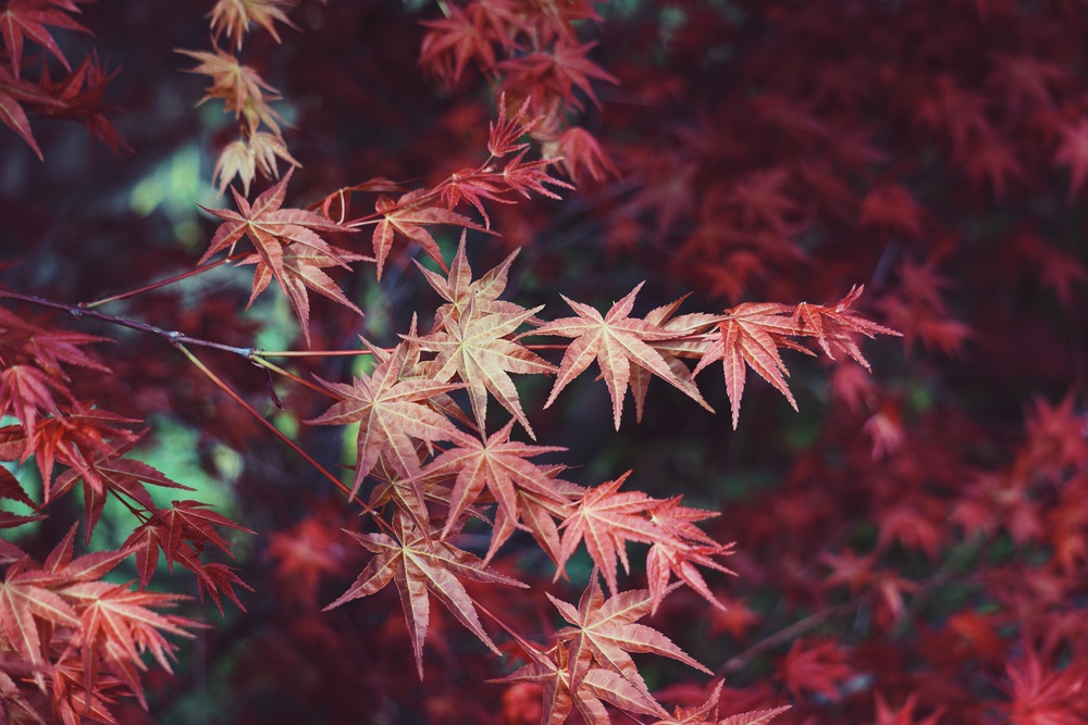 red tree leaves in springtime