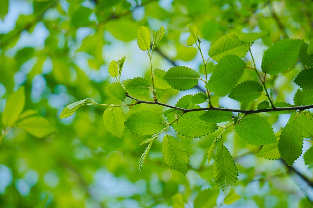 green tree leaves in the nature in springtime
