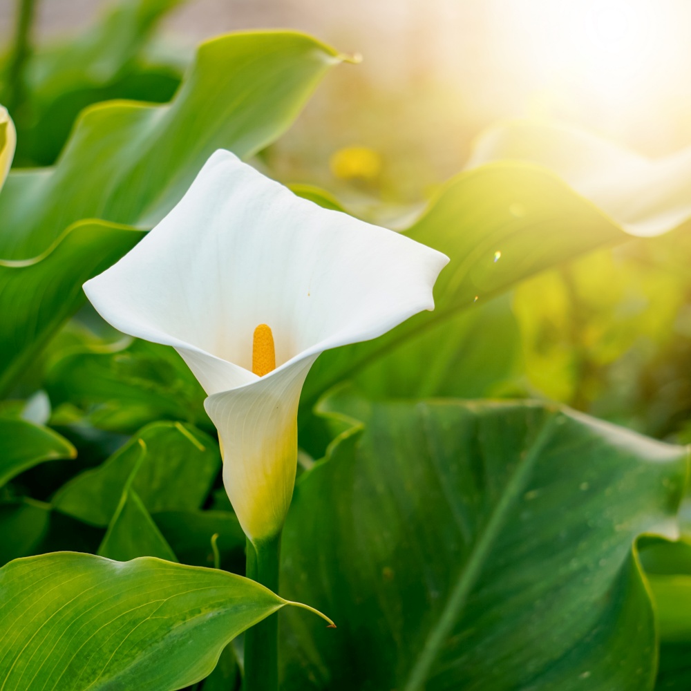 beautiful lily calla flower in the garden in spring season