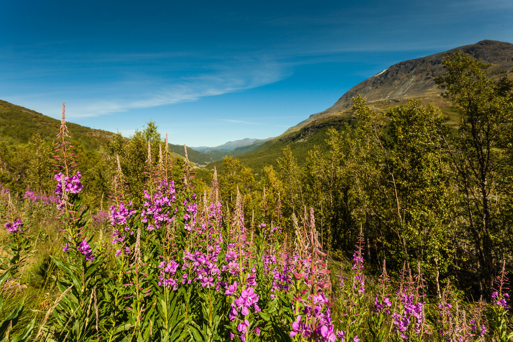 Spring flowers and mountains landscape in Norway. National tourist scenic route 55 Sognefjellet from Lom to Gaupne.. Mountains landscape. Norwegian route Sognefjellet