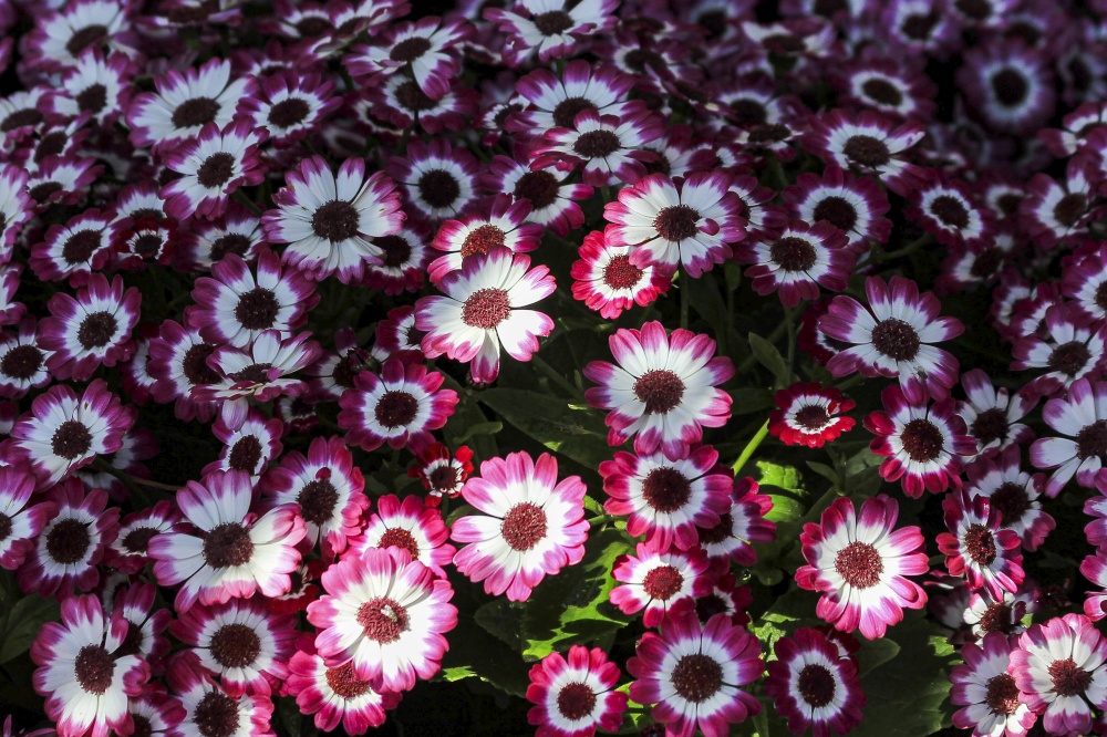 maroon white-colored chamomile flowers in Usa