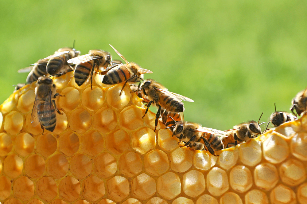 Honey bees,apis mellifera built up a new honeycom