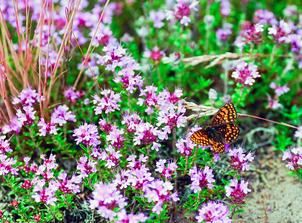 Purple flowers of thyme in the Belarusian forest . Summer landscape.. Butterfly sitting on the flowers of thyme .
