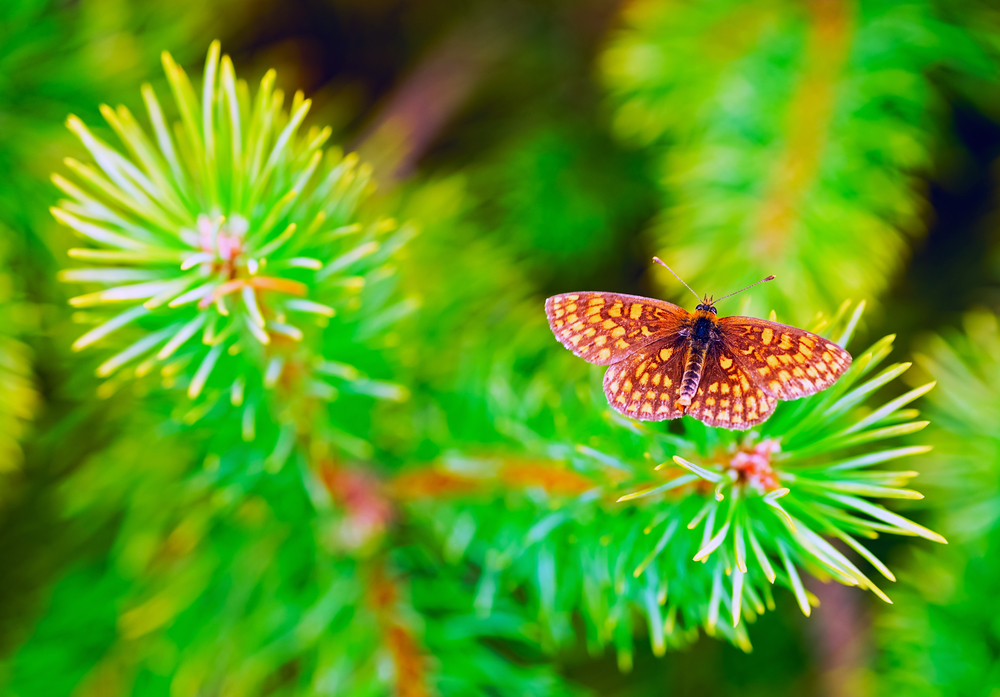 Butterfly sitting on pins and needles of a young pine . Summer landscape.. Butterfly sitting on pins and needles of a young pine .