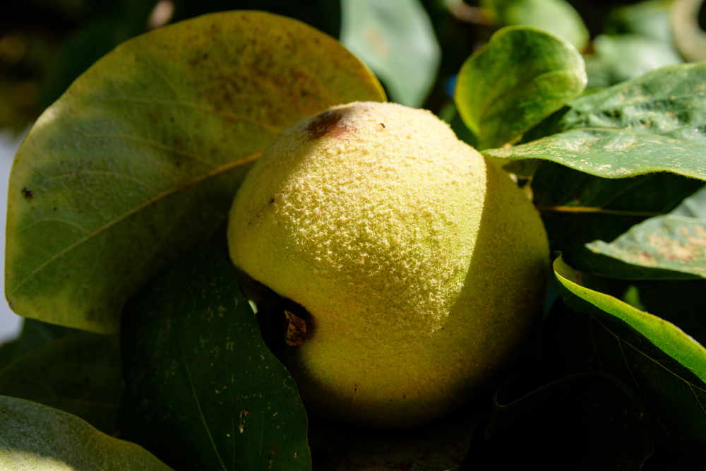 Quince Fruit Or Cydonia Oblonga With Green Leaves Bathing In Sunlight Ready To Be Harvested During Autumn