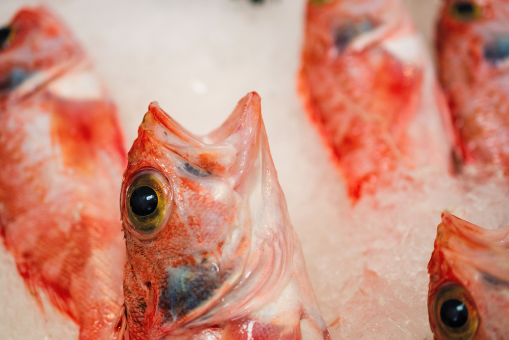 Freshly Caught Red Scorpionfish Or Scorpaena Scrofa On Ice Lined Up For Sale In The Greek Fish Market