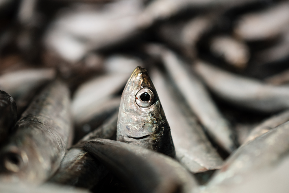 One European Sardine Or Sardina Pilchardus In A Larger Pile Of Freshly Caught Sardines Lined Up For Sale In Greek Fish Market