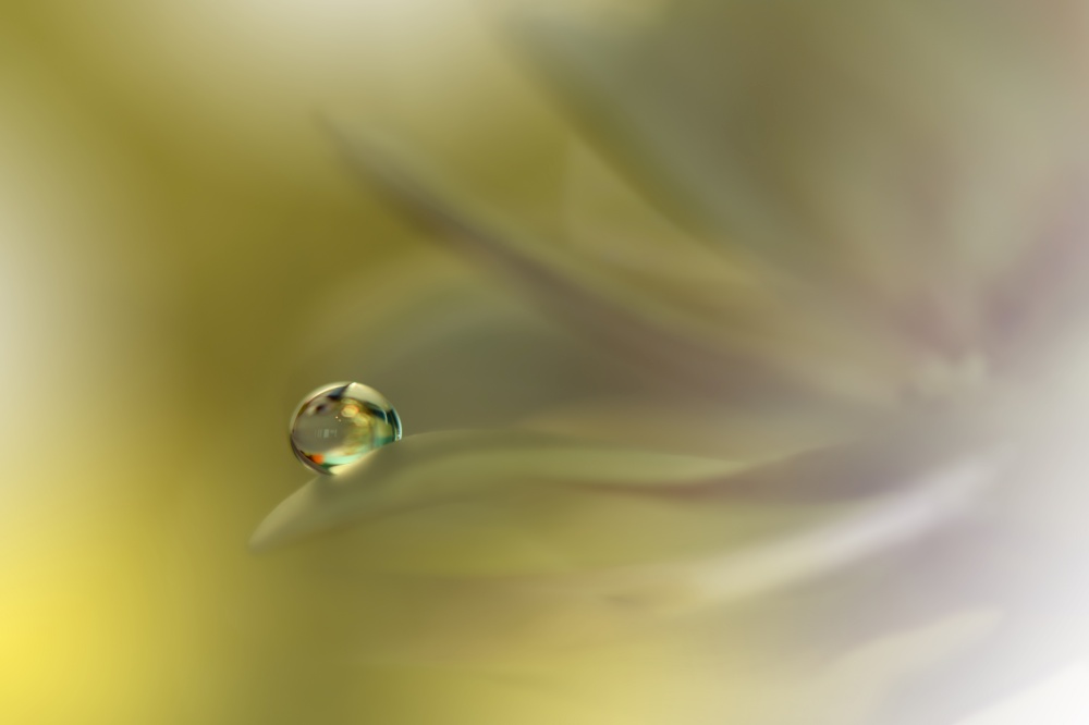 Beautiful Nature Background.Floral Art Design.Abstract Macro Photography.Daisy Flower.Pastel Flowers.Yellow Background.Creative Artistic Wallpaper.Wedding Invitation.Celebration,love.Close up View.Happy Holidays.Golden Color.Copy Space.Water Drop.Spa.