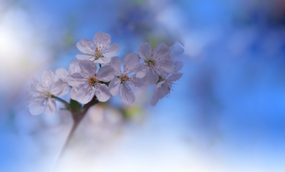 Beautiful Nature Background.Floral Art Design.Abstract Macro Photography.Colorful Flower.Blooming Spring Flowers.Creative Artistic Wallpaper.Celebration,love.Close up View.Happy Holidays.Copy Space.White Color.Sakura Cherry Blossom Tree.Wedding Invitation.Blue Sky.