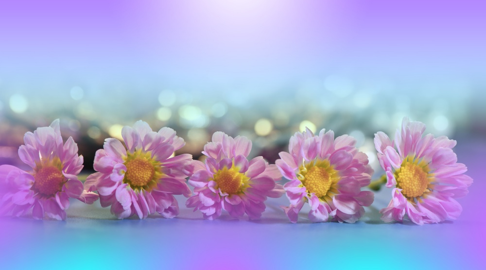 Beautiful Nature Background.Floral Art Design.Abstract Macro Photography.Daisy Flower.Pastel Flowers.Violet Background.Creative Artistic Wallpaper.Wedding Invitation.Celebration,love.Close up View.Happy Holidays.Blue Color.Copy Space.