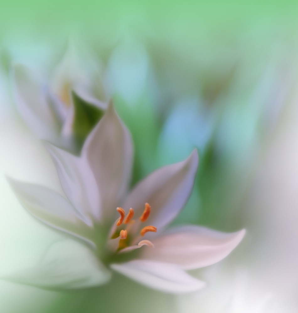 Beautiful macro shot of magic flowers.Border art design. Magic light.Extreme close up macro photography.Conceptual abstract image.Green and White Background.Fantasy Art.Creative Wallpaper.Beautiful Nature Background.Amazing Spring Flowers.Copy Space.