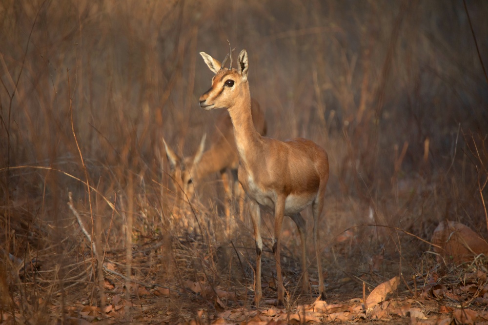 Chinkara, Gazella bennettii, Panna Tiger Reserve, Madhya Pradesh, India