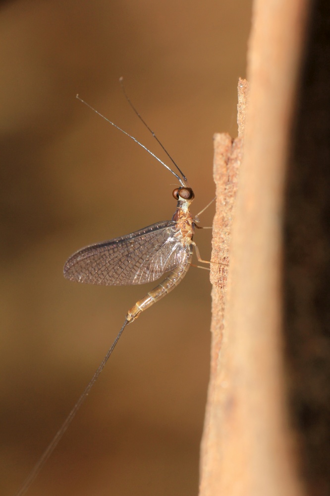 Mayfly, Panna Tiger Reserve, Madhya Pradesh, India