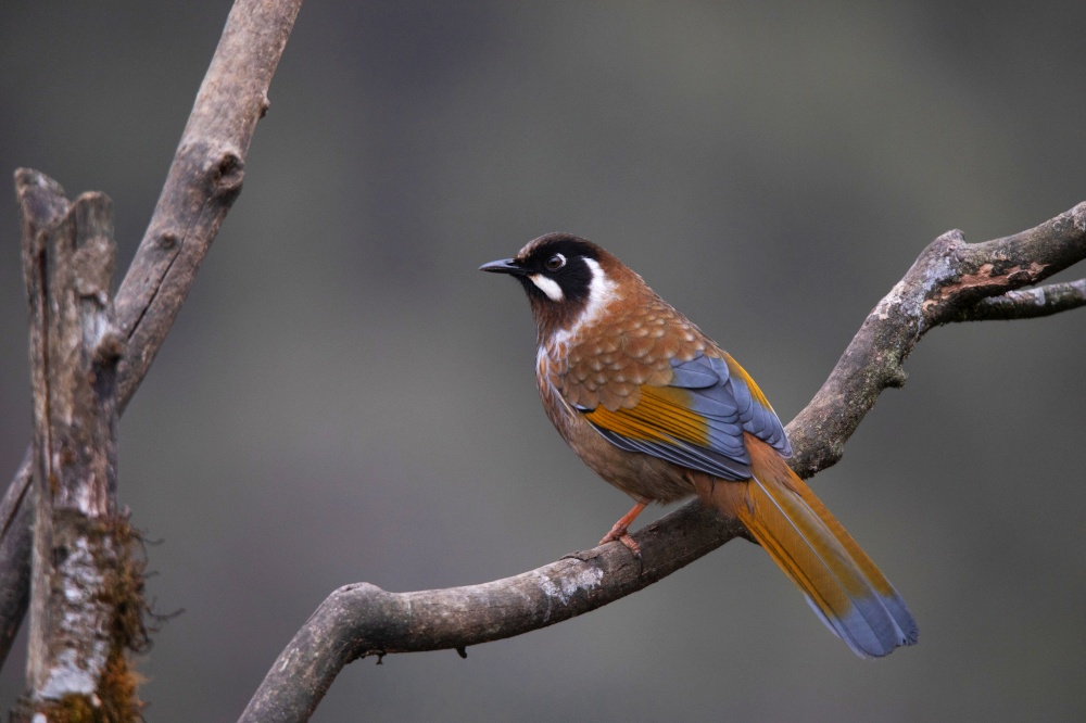 Black faced Laughingthrush, Trochalopteron affine, Nepal.  It is found in the Eastern Himalayas