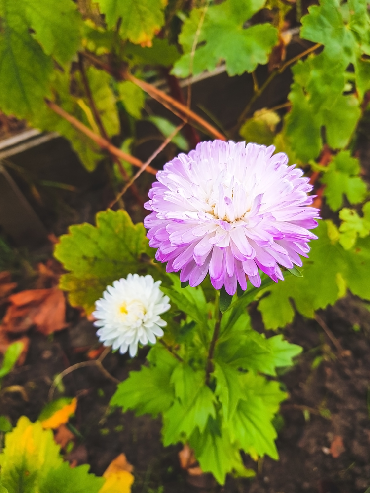 Asters on the flowerbed