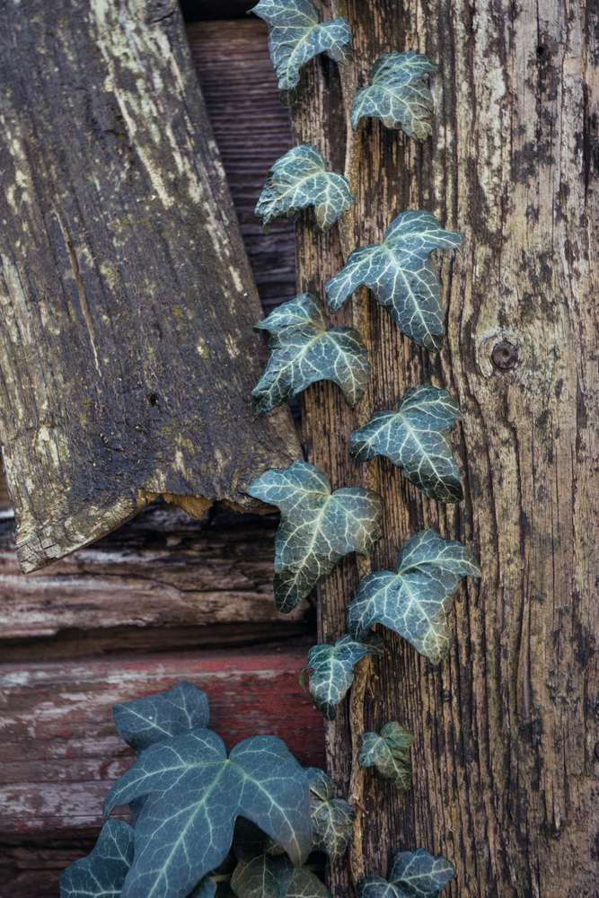 ivy growing on a wooden fence