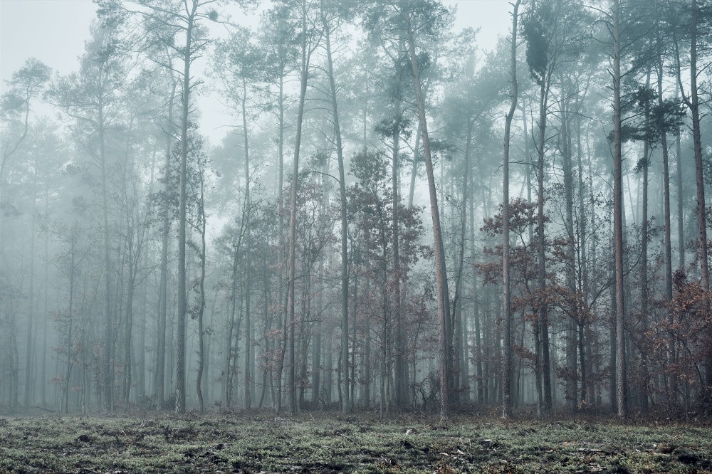Forest flooded with heavy fog. Nature landscape view of foggy forest in autumn season. Natural scene background. Forest in heavy fog. Nature landscape view of foggy forest in autumn season
