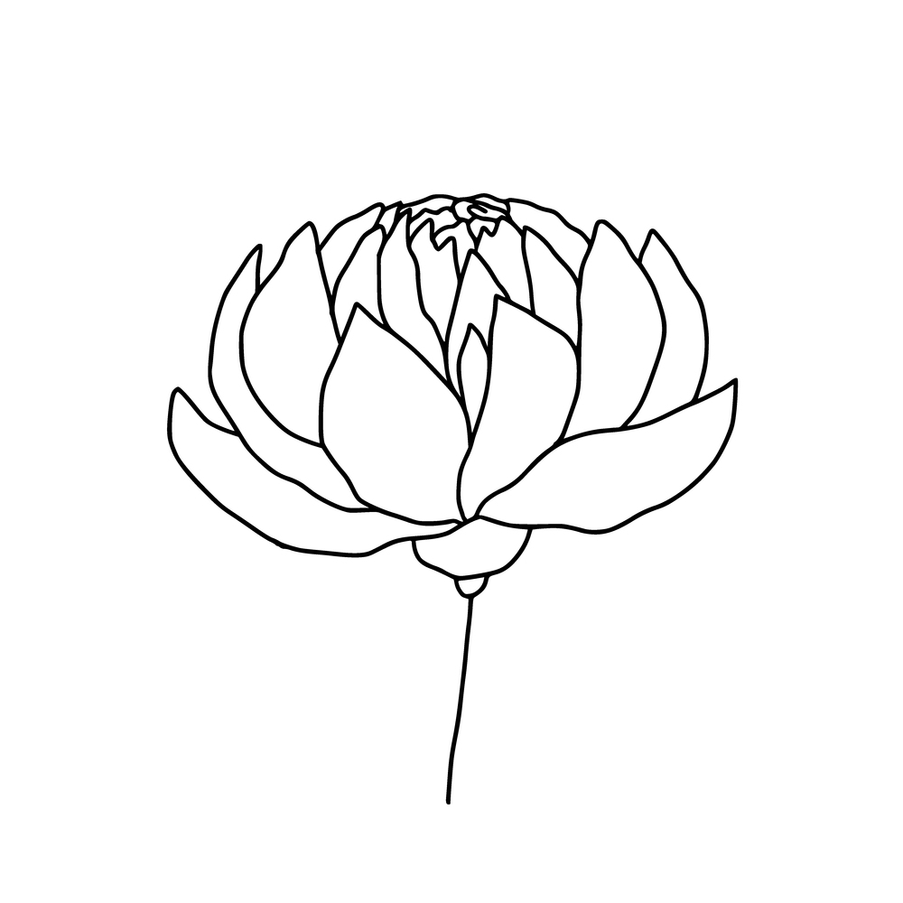 Peony flower illustration. Logo or greeting card design. Rose linear side view. Peony flower illustration. Logo or greeting card design. Rose linear side view.