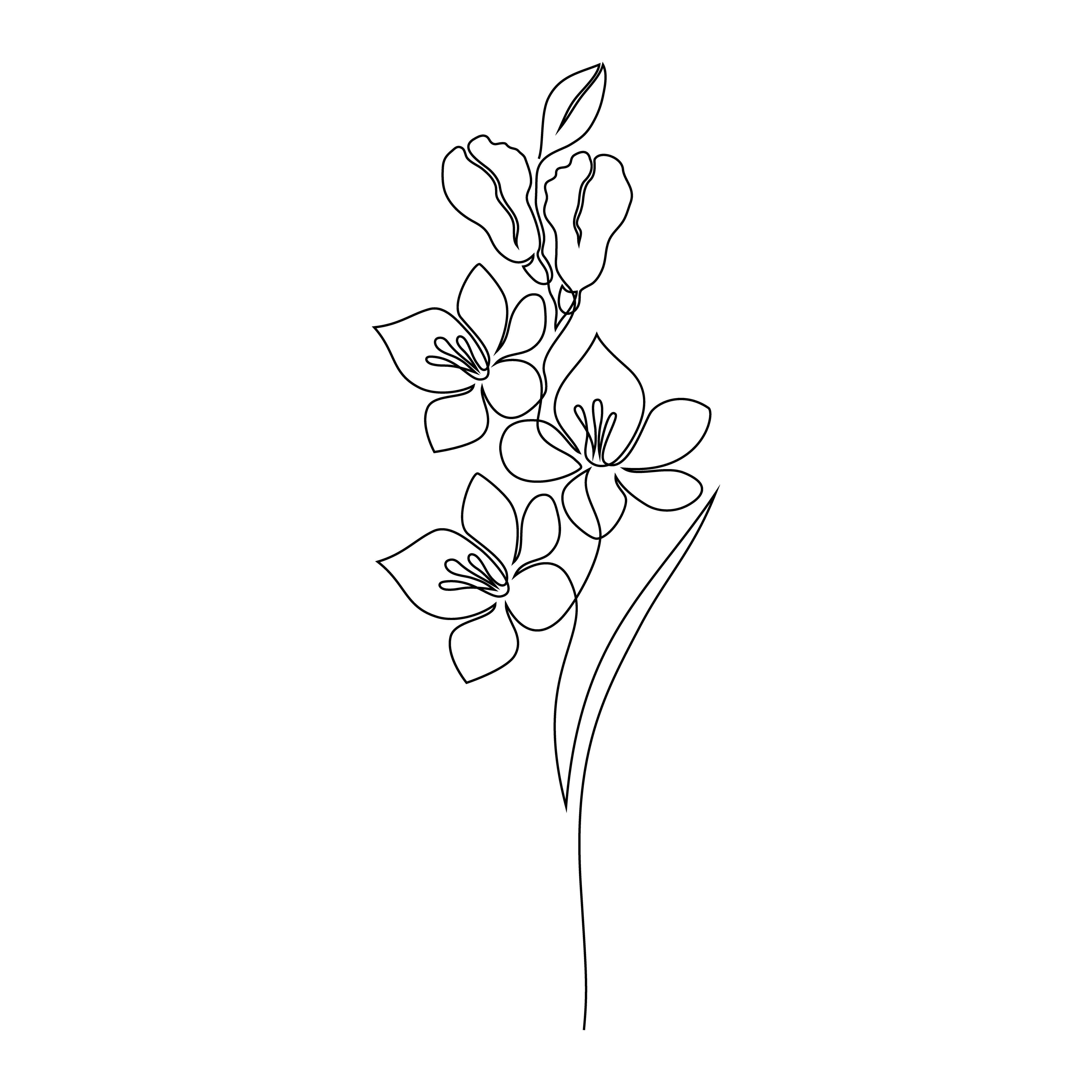 Freesia flower on white background. One line drawing style.. Freesia flower on white