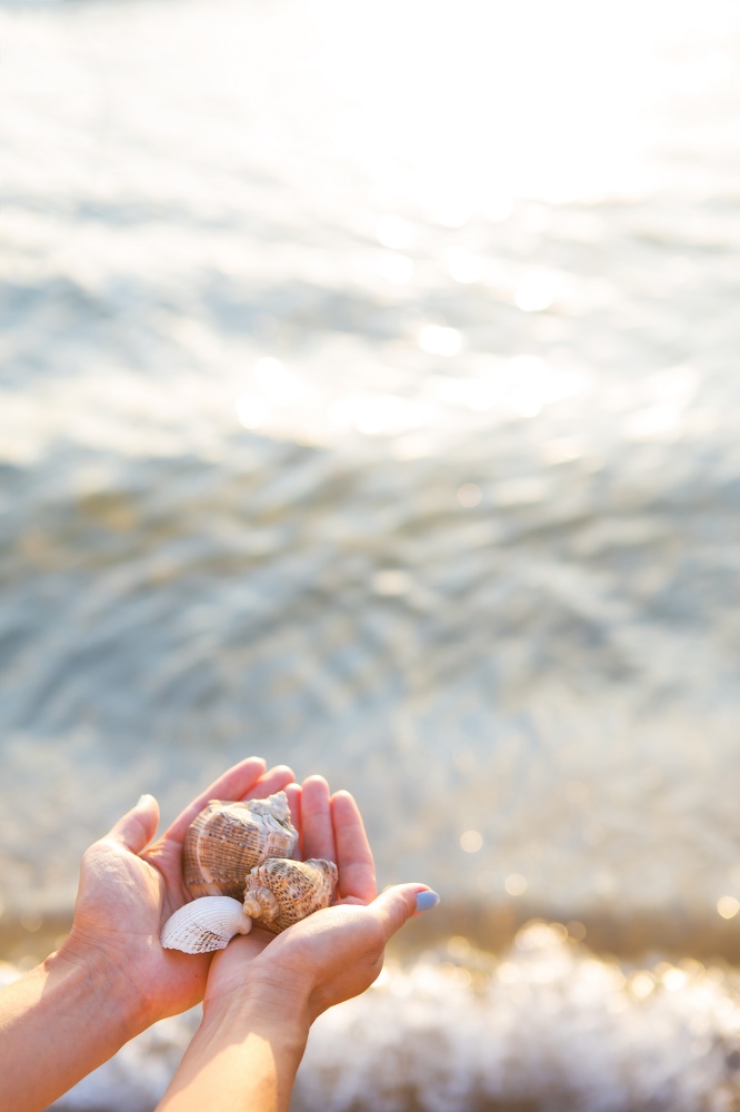 girl holding different seashells in hands on the background of the sea.. girl holding different seashells in hands on the background of the sea