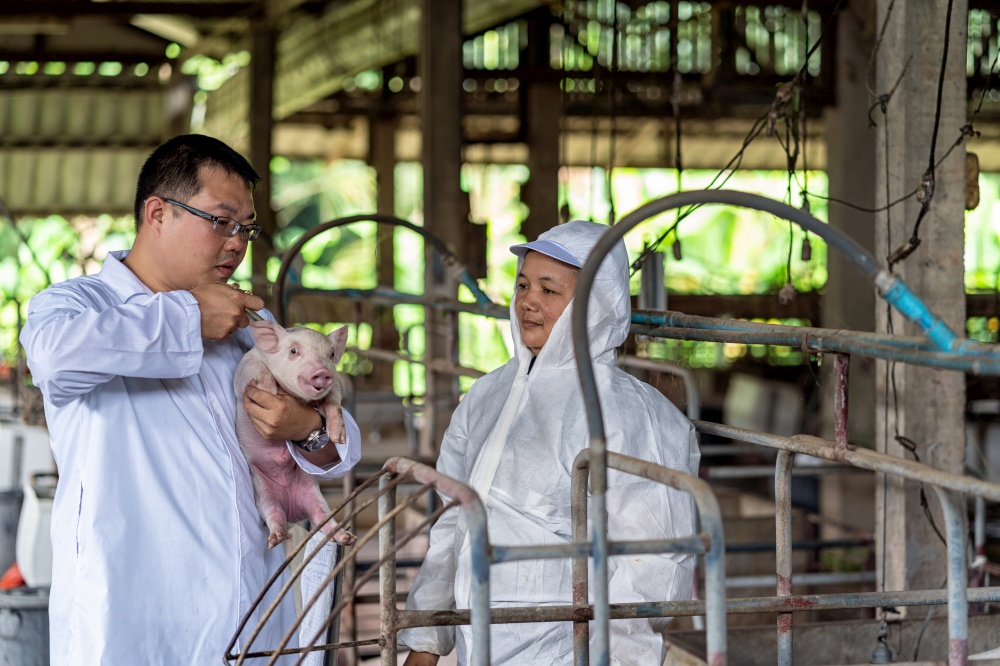 Asian veterinarian with assistant holding for checking and inject the baby pig in hog farms, animal and pigs farm industry