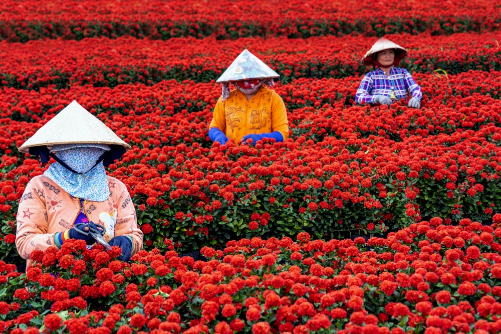 Group of Vietnamese farmers working with red flowers garden in sadec, dong thap province, vietnam,traditional and culture concept