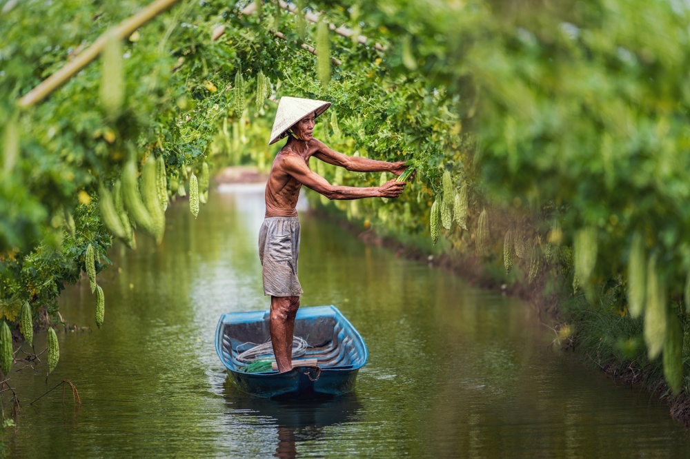Vietnamese old man farmer Keeping the yield by standing over the tradition boat on the lake in gourd garden in vietnam style, An phu, An Giang province, Vietnam, Vegetable garden and farm concept