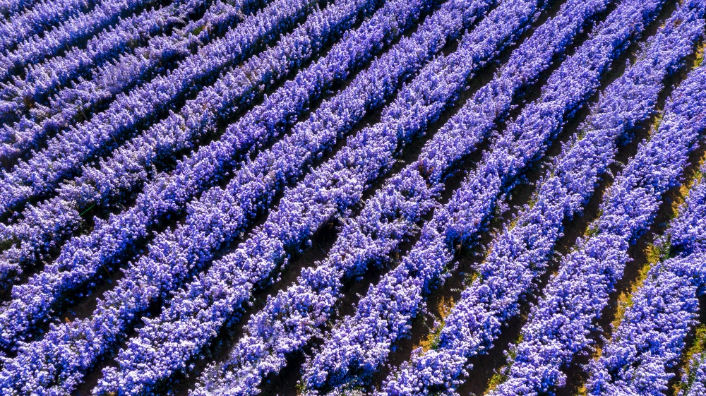 Aerial view margaret flower field form above, Rows of Margaret or Marguerite flower, Aerial view beautiful pattern of marguerite flower bulb field, Thailand.