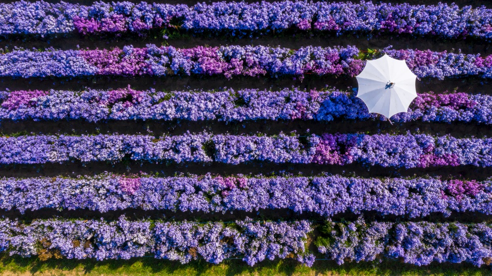 Aerial view margaret flower field with umbrella form above, Rows of Margaret or Marguerite flower, Aerial view beautiful pattern of marguerite flower bulb field, Thailand.