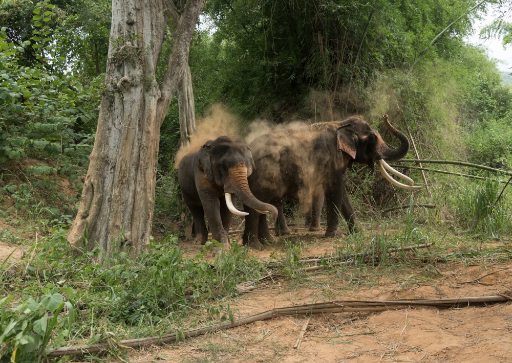 A domesticated Indian Elephant in the forest also known as Elephas maximus indicus at elephant camp Kanchanaburi, Thailand