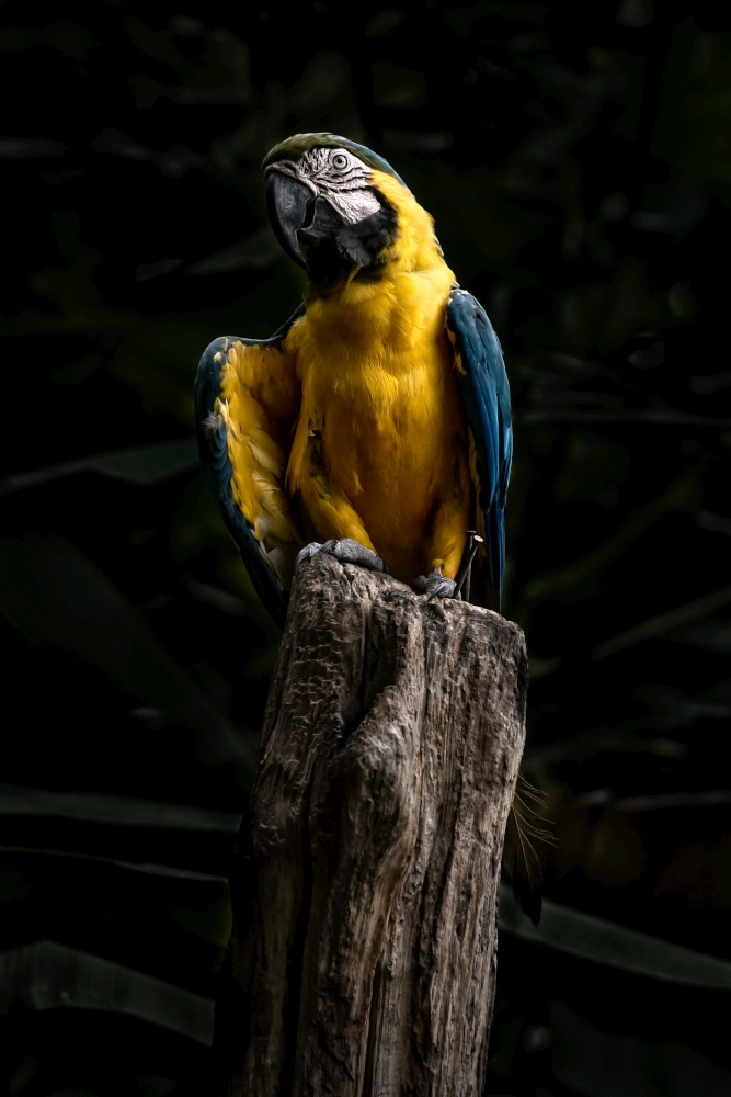 Scarlet macaw  beautiful bird isolated on branch with black background.macaw birds in zoo at Chiang Mai, Thailand