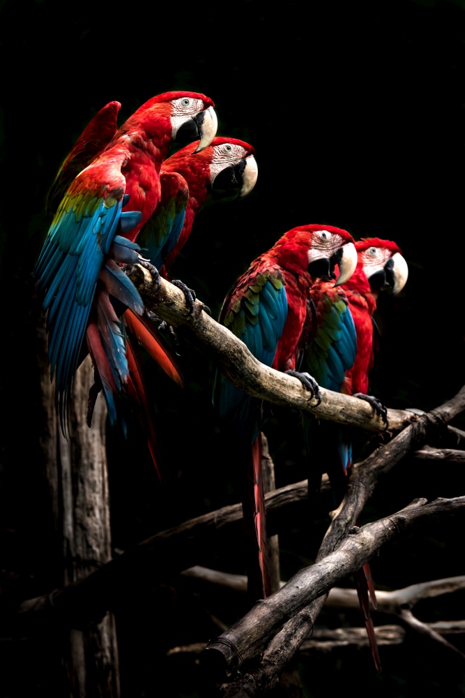 Scarlet macaw  beautiful bird isolated on branch with black background.macaw birds in zoo at Chiang Mai, Thailand