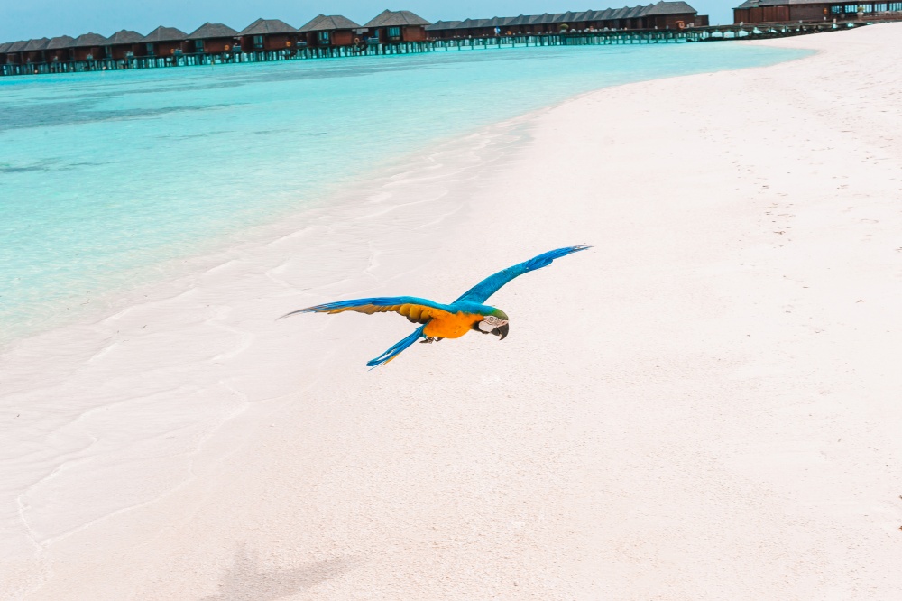 Cute colorful parrot on the white sand in the Maldives. Funny bright colorful parrot on the white sand in the Maldives