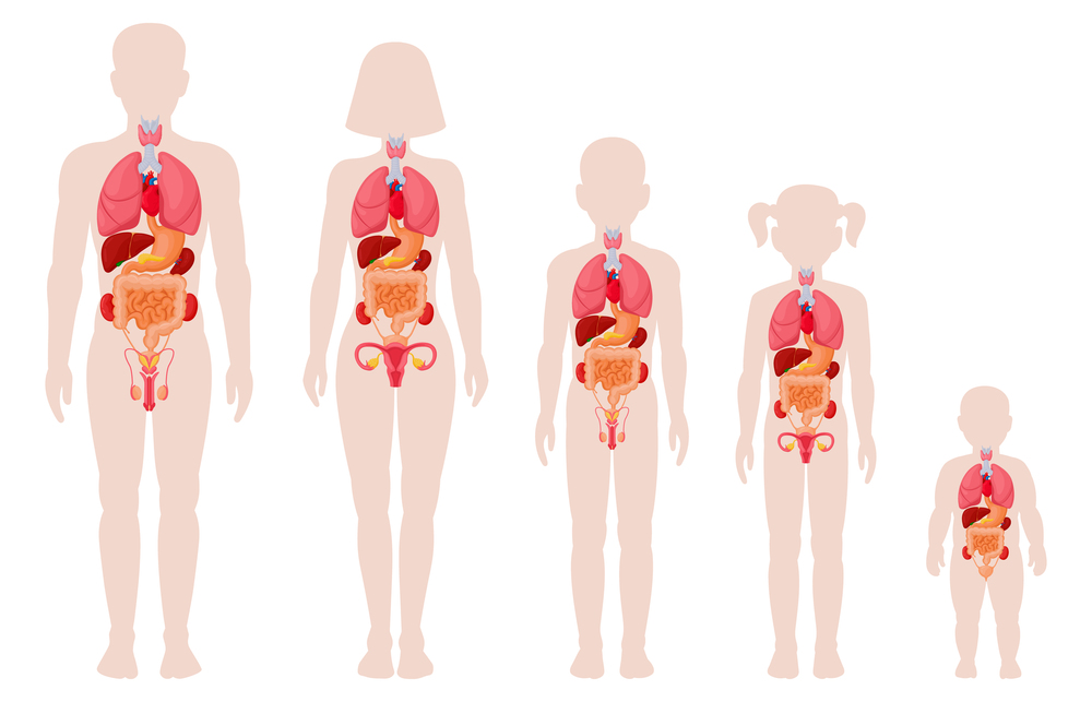 Human anatomy organs. Man, woman, girl, boy and newborn baby with internal organs location vector illustrations. Internal organs medical infographic. Female and male human body structure. Human anatomy organs. Man, woman, girl, boy and newborn baby with internal organs location vector illustrations. Internal organs medical infographic