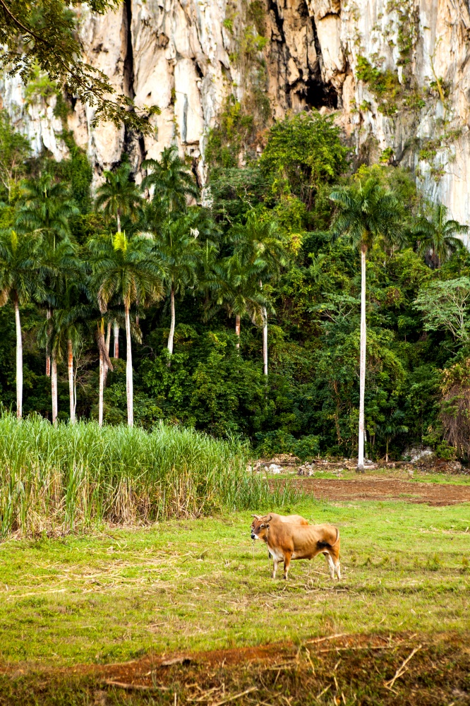 Cuba: Cow in the Valle de Vinales (UNESCO World Heritage site)