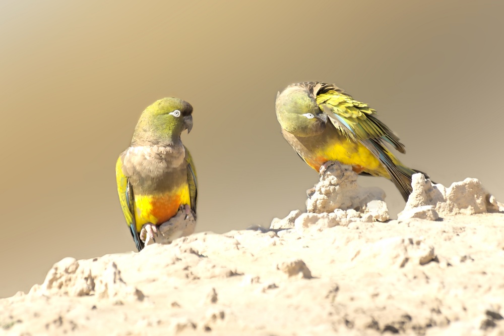 Burrowing parrots perched on a rock