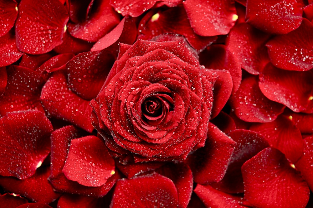 Red Rose Background. Morning Rose Backdrop. Flowers Photo Collection.