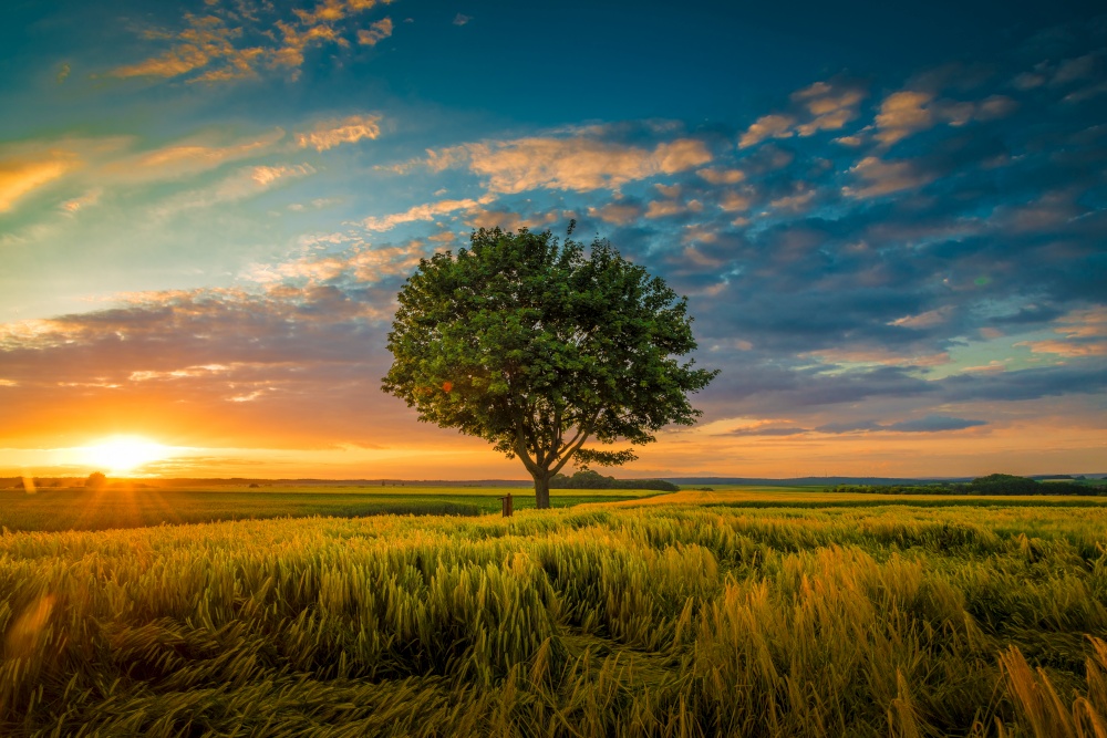 A wide angle shot of a single tree growing under a clouded sky during a sunset surrounded by grass. Wide angle shot of a single tree growing under a clouded sky during a sunset surrounded by grass