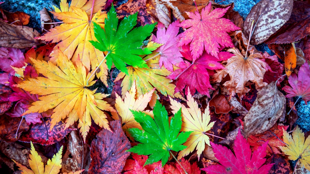 Colorful maple leaves in autumn.
