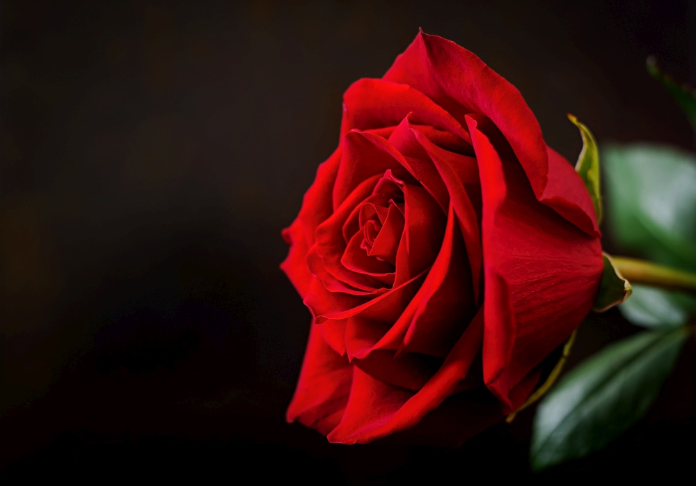 Red rose on a black background.