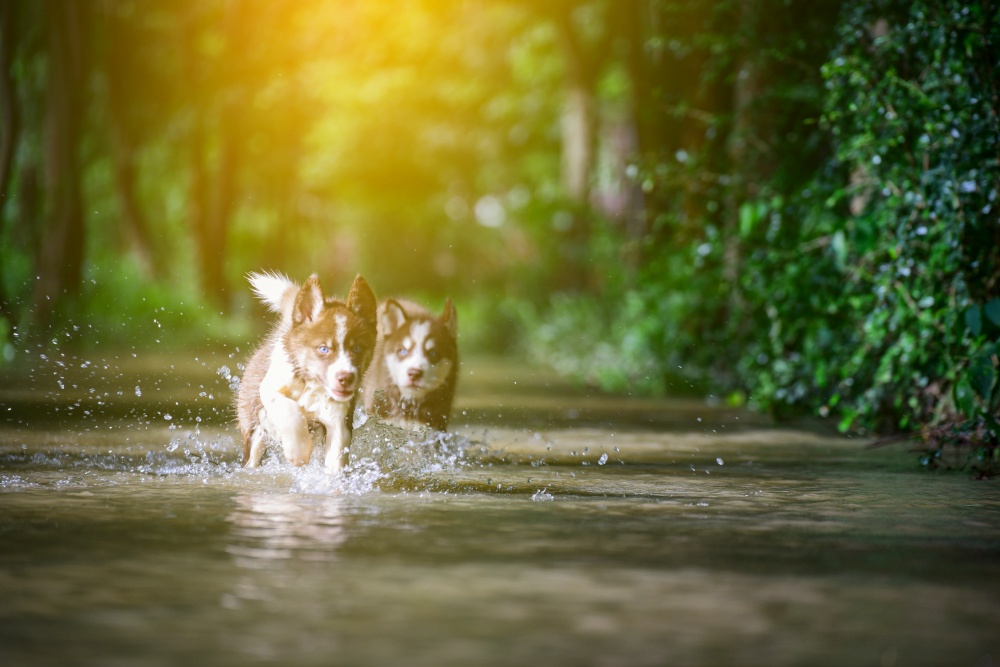 Cute Siberian husky dog puppy having fun and  running in the water with bokeh sunlight.