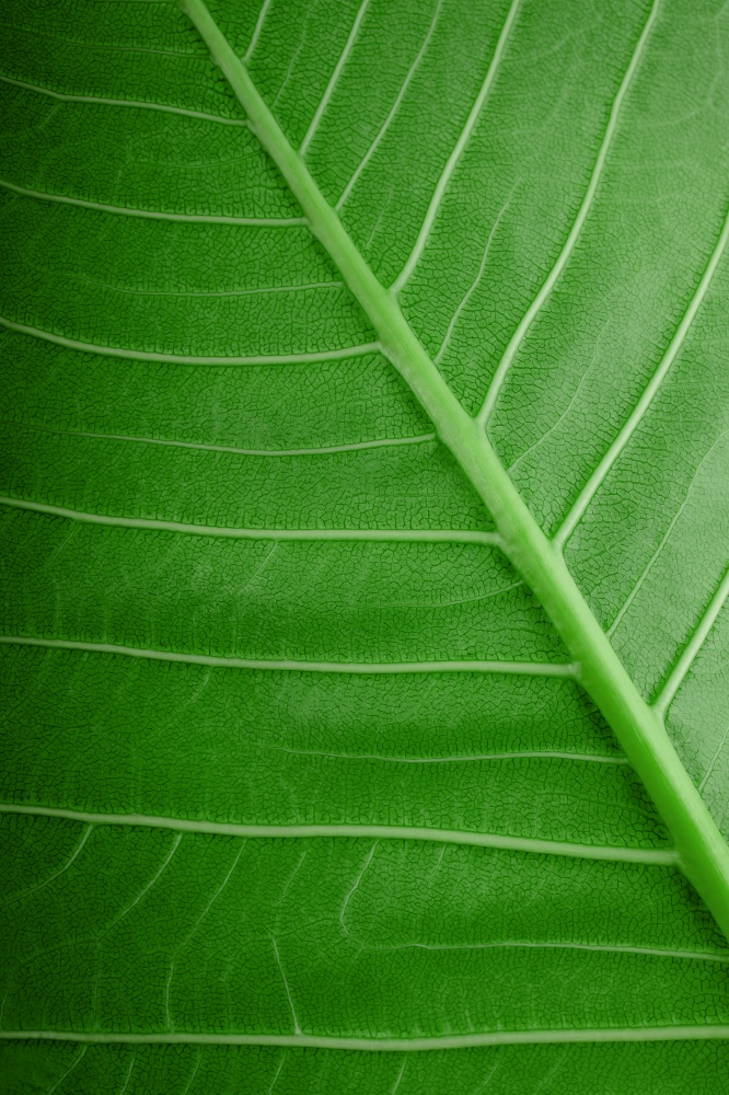 Nature Concept. Closeup of Green Leaf. Freshness by Water Drops. Natural Green Surface Texture Background. Macro shot