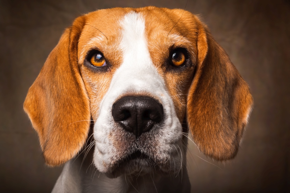 Beautiful beagle dog headshoot isolated on dark brown background. Male tricolored dog.. Beagle dog headshoot isolated on dark brown background