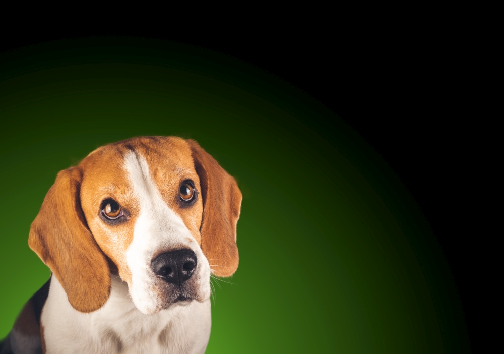 Beautiful beagle dog headshoot isolated on dark green background. Male tricolored dog with copa space on right.. Beagle dog headshoot isolated on dark green background